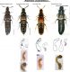 Aleochara (Coprophara).jpg
