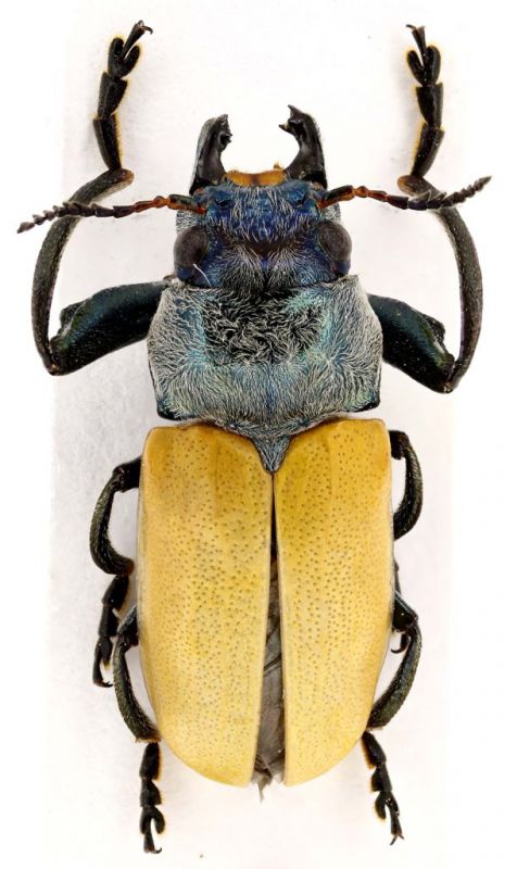 Chysomelidae_s.jpg