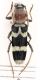 Cerambicidae_s.jpg