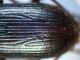 Scyballicus oblongiusculus 006.JPG