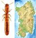 Cylindropsis sardoa Saulcy, 1878.jpg