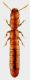 Cylindropsis sardoa Saulcy, 1878 (2).jpg