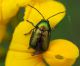 Chrysomelidae  12 Maggio 2010 009 Visualizzazione Posta elettronica - Rapida.jpg