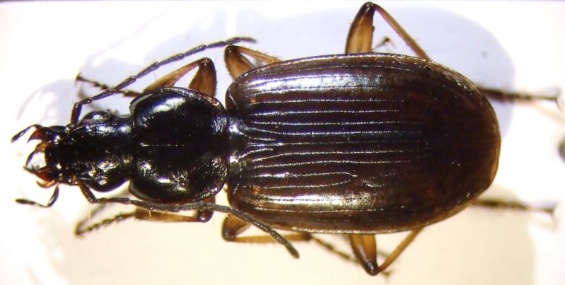 agonum sordidum 005.JPG