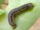 Mythimna_unipunctata_bruco_giovane (2).jpg