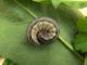 Mythimna_unipunctata_bruco_arrotolato.jpg