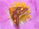 Pyrausta aurata (Scopoli, 1763)_2.jpg