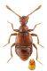 Reichenbachia chevrieri (Aubé, 1844) Rhodos.jpg