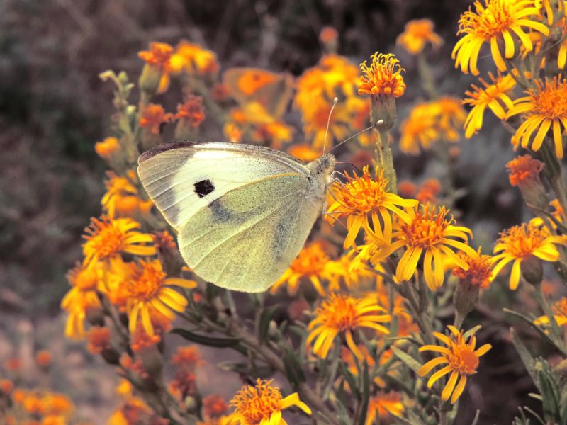 Pieris brassicae.JPG