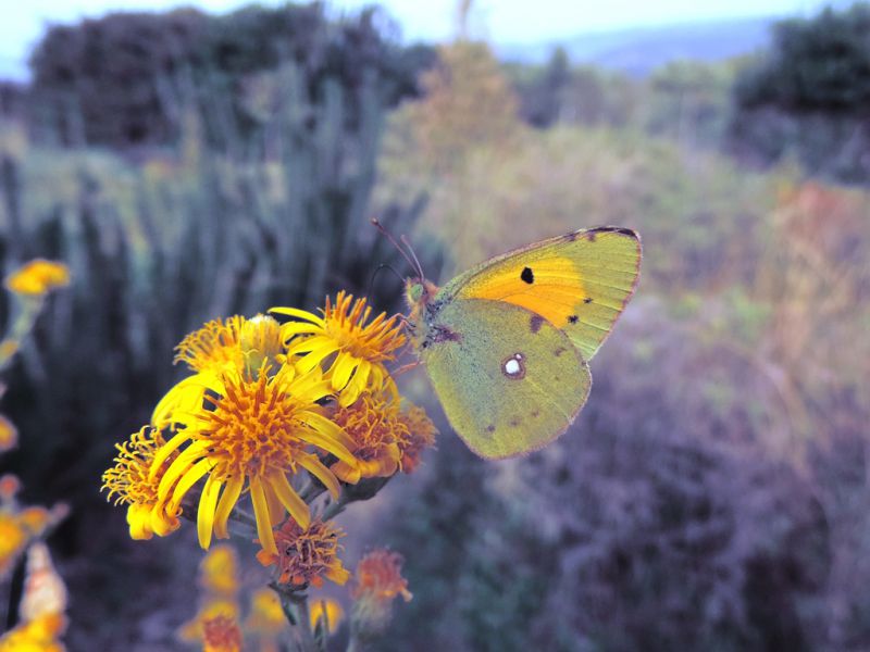 Colias crocea.JPG