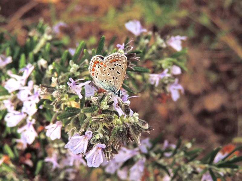 Polyommatus (Polyommatus) icarus.JPG