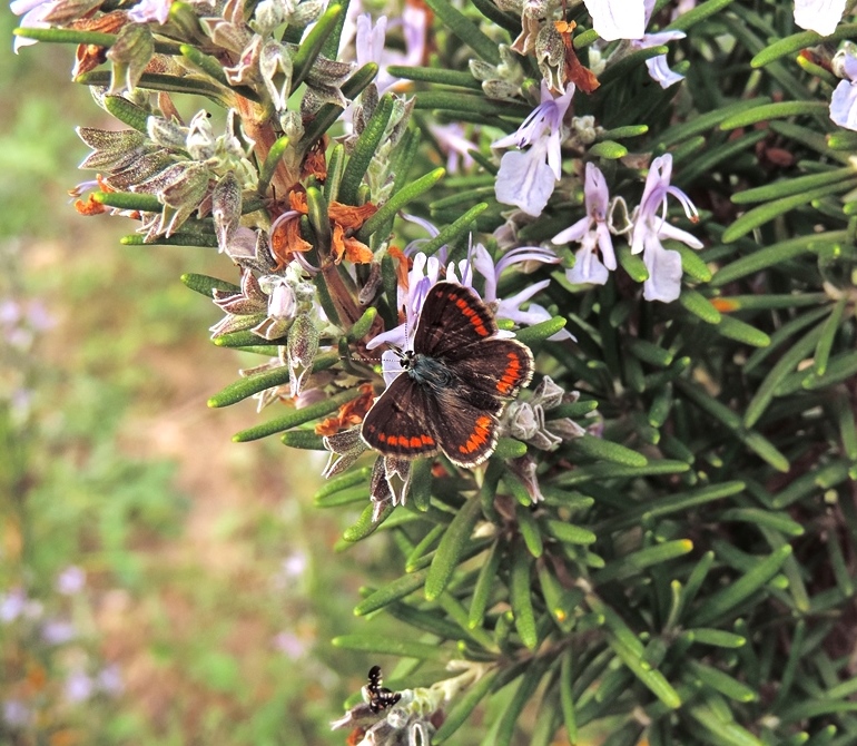 Polyommatus (Polyommatus) icarus 2.JPG