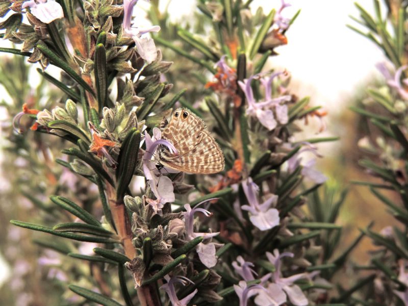 Leptotes pirithous.JPG