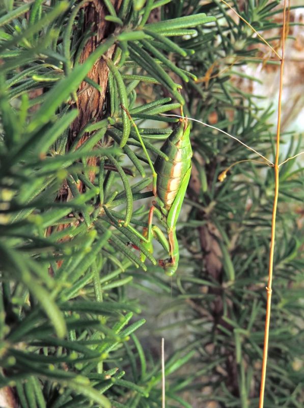 Iris oratoria (Linnaeus, 1758).JPG