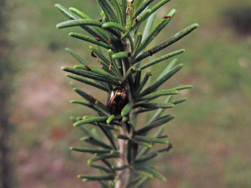 Chrysolina (Taeniochrysea) americana.JPG
