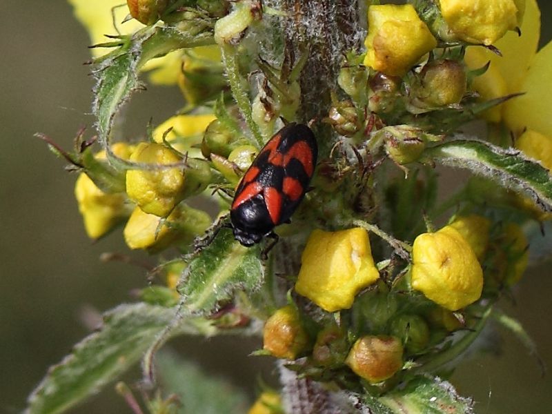 Verbascum alpinum Turra7.JPG