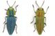 Antaxia-AtlanteDSC_1068rid.jpg