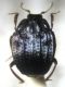IMG_2303aa Onthophilus punctatus (O.F. Müller, 1776).JPG