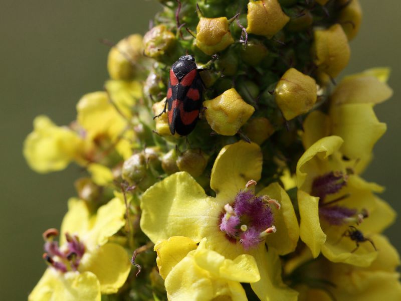 Verbascum alpinum Turra4.JPG