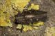 Chrysobothris_affinis_1813.jpg
