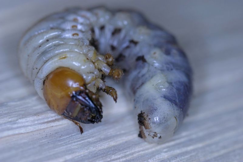 Larva2.jpg