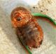Larva ipogea maivista 2.JPG