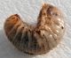 Larva ipogea maivista 3.JPG