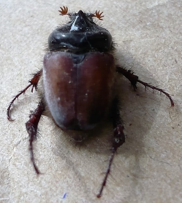 Pachypus candidae...credo.jpg