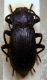 Helops sp.JPG