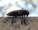 Monochamus galloprovincialis_credo 1.jpg