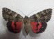 20160630 Catocala dilecta ♂ Citelli.jpg