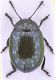 Chrysolina.jpg