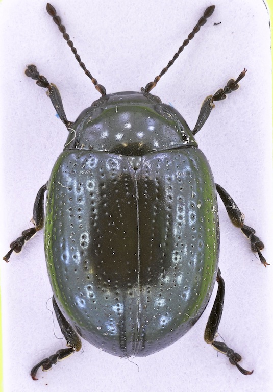 Chrysolina.jpg