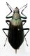 Campsiomorpha - Falsocamaria - Kopie.JPG