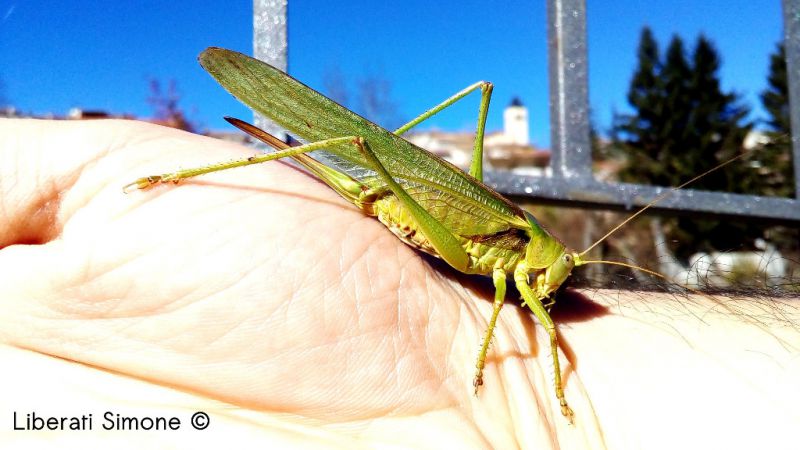 Tettigonia viridissima3.jpg