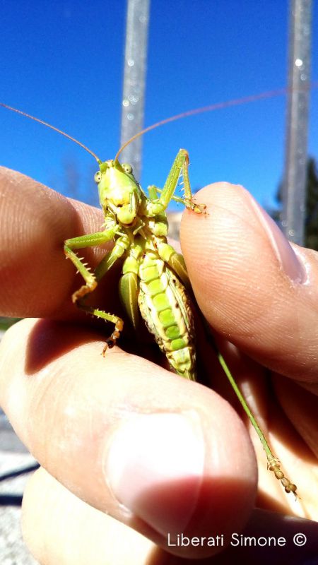 Tettigonia viridissima4.jpg