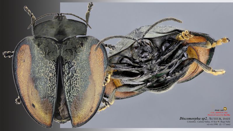 Discomorpha-sp2_-Calima.jpg