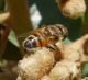 Eristalinus taeniops_credo.JPG