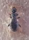 ant-2.jpg