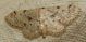 8 Idaea laevigata da confermare.jpg