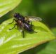 diptera 14 Maggio 2010 073 Visualizzazione Posta elettronica - Rapida.jpg