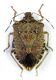 Halyomorpha halys.jpg