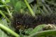 _NON MIA Spilosoma lubricipeda da Lepiforum de_pic19466.jpg