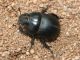 IMG_1302 Mugoni.jpg