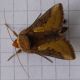Thysanoplusia orichalcea credo2.JPG