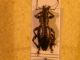 curculionidae.JPG