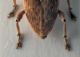 curculio glandum brush_small.jpg