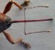 curculio glandum_antennas.jpg