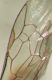 Halictus wing cells.jpg