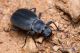 IMG_9063_cf_Tentyronota_rotundicollis.jpg